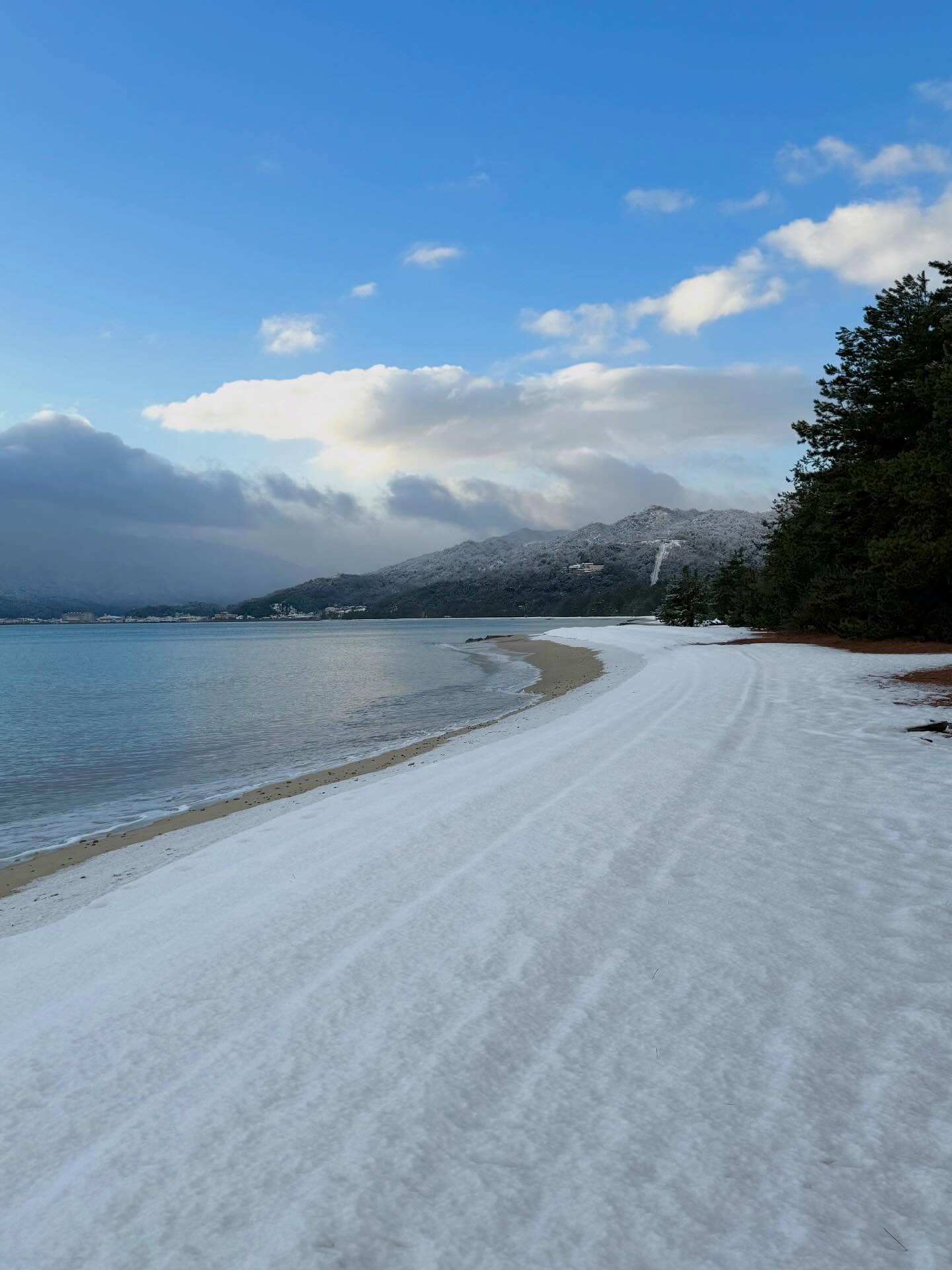 天橋立倒木復旧作業　北都建設　宮津市